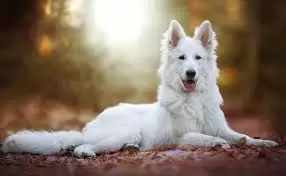 White Swiss Shepherd Puppies