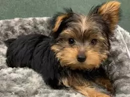 Yorkshire Terrier Puppies