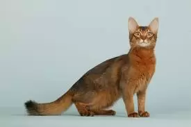 Abyssinian and Somali Kittens
