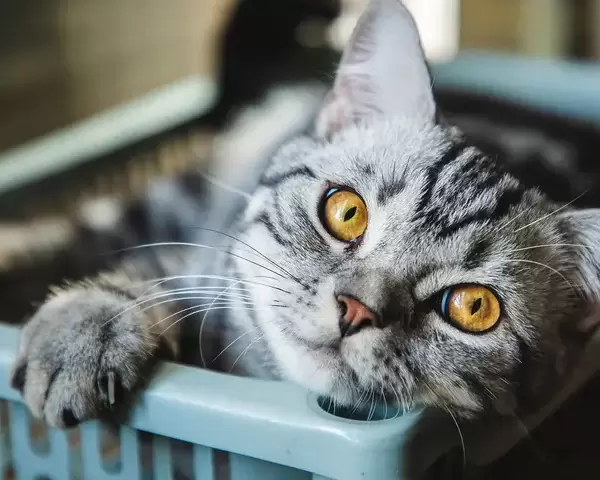American Shorthair Kittens
