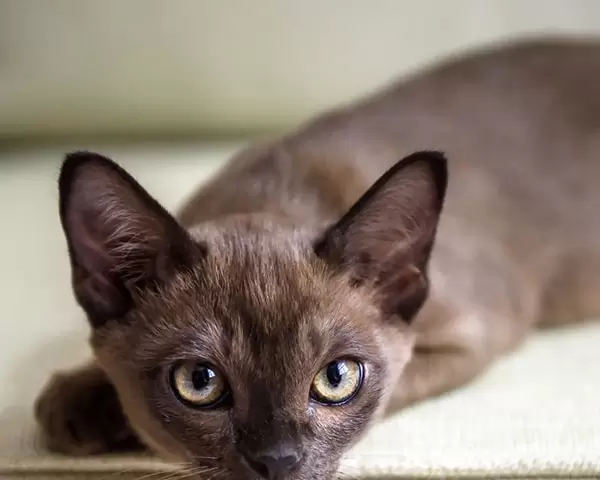 Burmese Kittens
