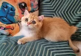 British Kittens