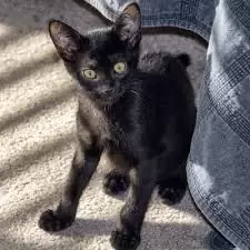 Bombay Kittens