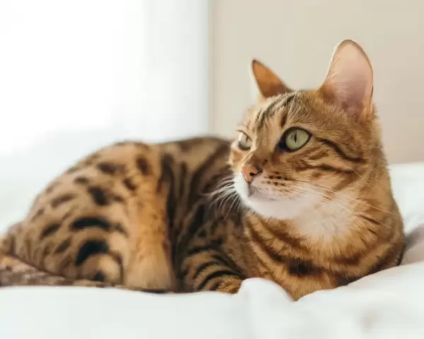 Bengal Kittens