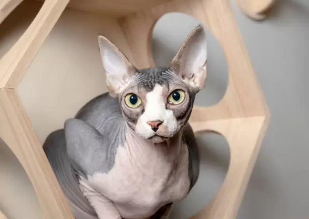 Canadian Sphynx Kittens