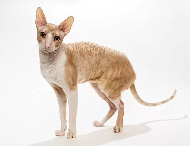 Cornish Rex Kittens
