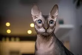 Donskoy Sphynx Kittens