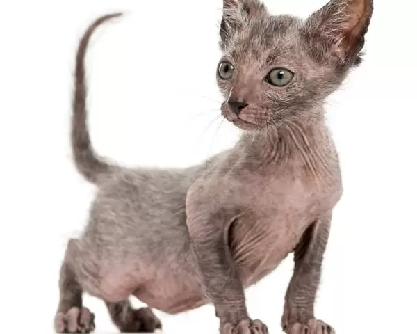 Lykoi (Wolf Cat) Kittens