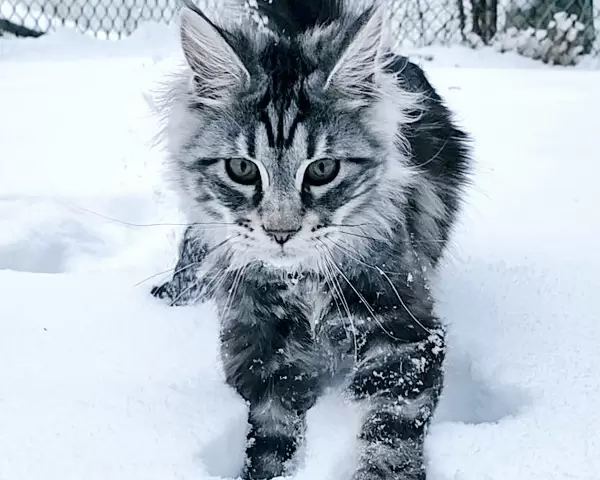 Maine Coon Kittens