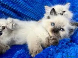 Neva Masquerade Kittens