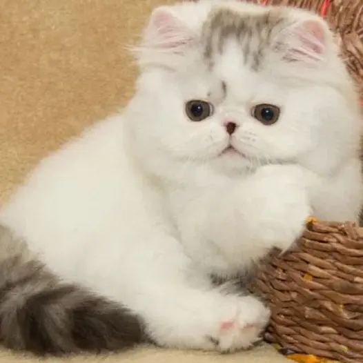 Exotic Kittens