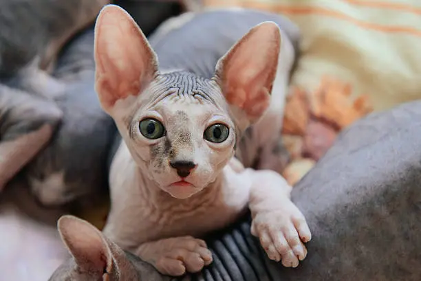Peterbald Kittens