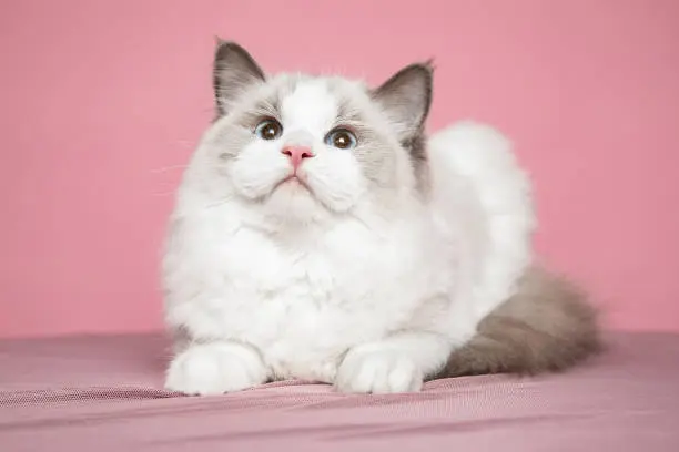 Ragdoll Kittens