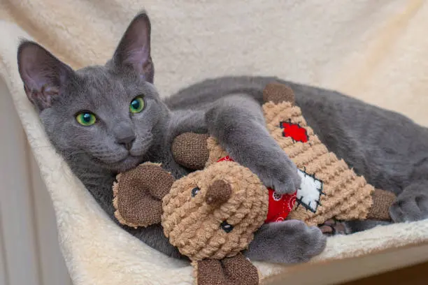 Russian Blue Kittens