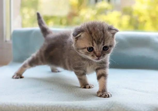 Scottish Kittens