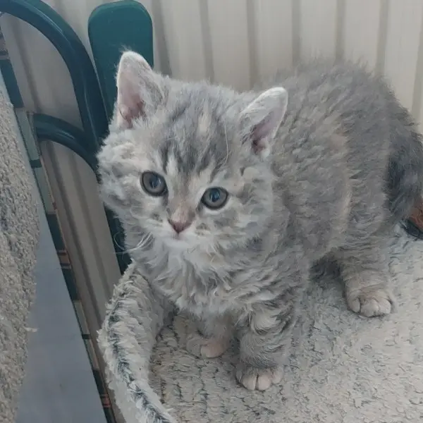 Selkirk Rex Kittens
