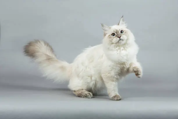 Siberian Kittens