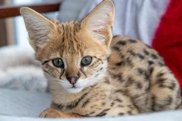 Savannah Kittens
