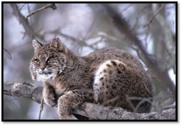 Bobcat