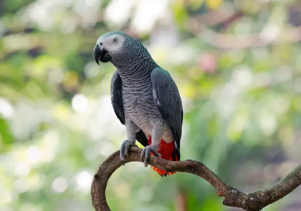 African Grey Parrot