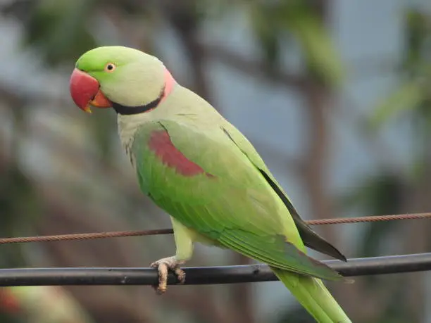 Alexandrine Parrot