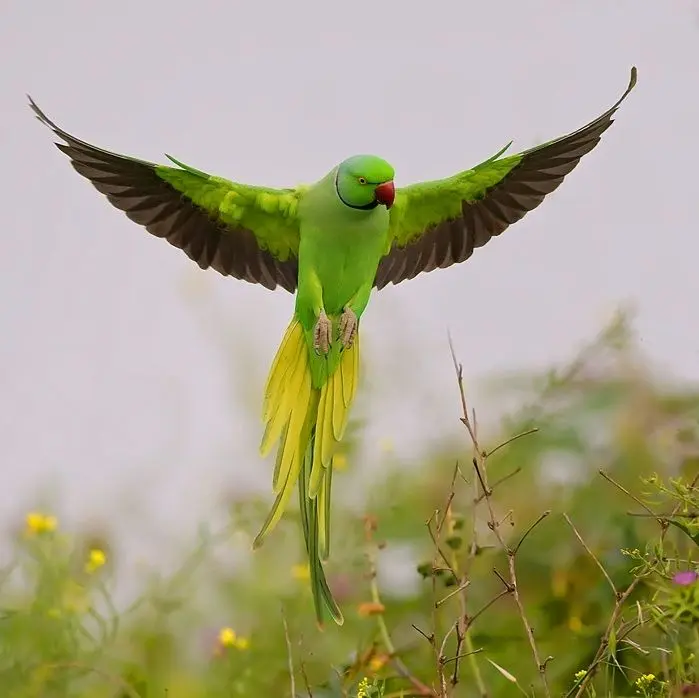 Ringneck Parakeet