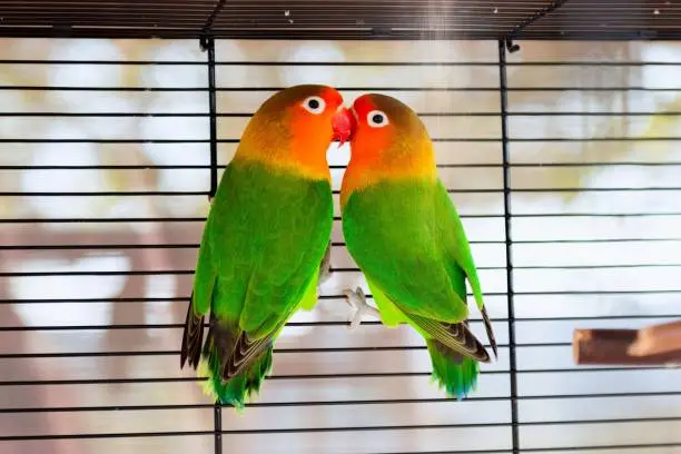 Fischer’s Lovebird