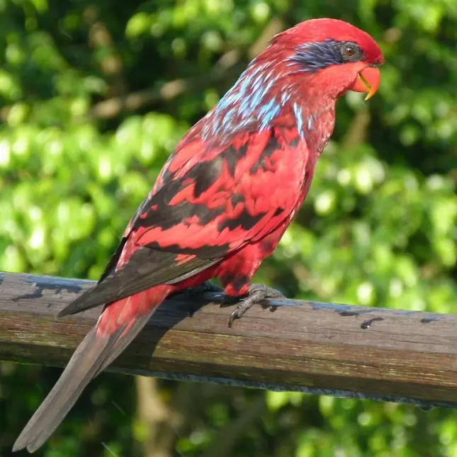 Blue-streaked Lory