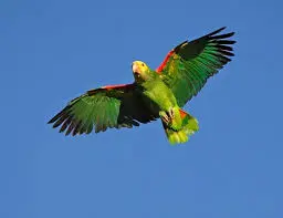 Yellow-naped Amazon