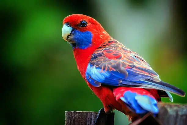 Crimson Rosella