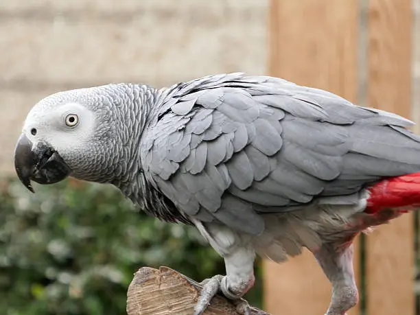 Timneh African Grey