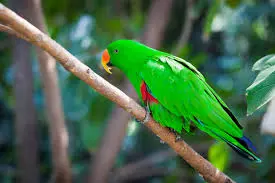 Eclectus Parrot