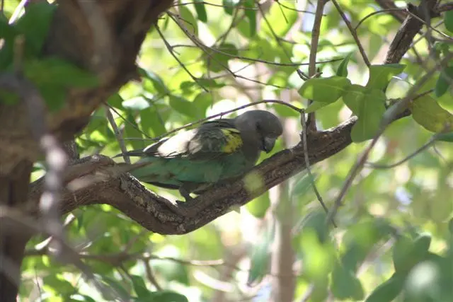 Meyer’s Parrot