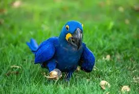 Hyacinth Macaw