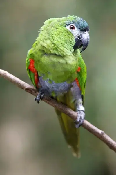 Hahn’s Macaw