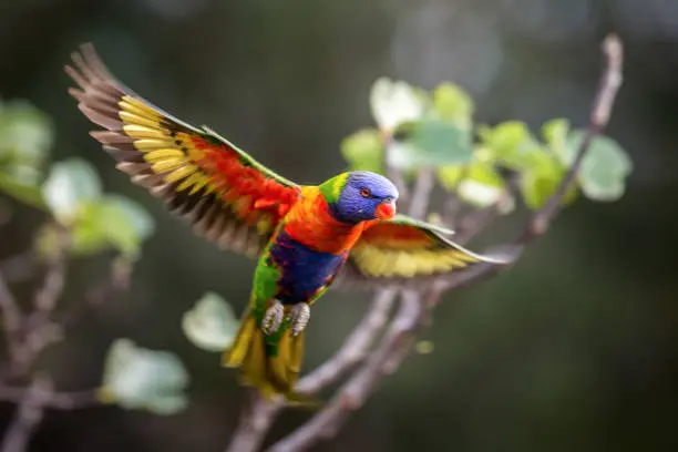 Rainbow Lorikeet