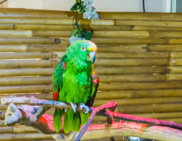 Yellow-crowned Amazon