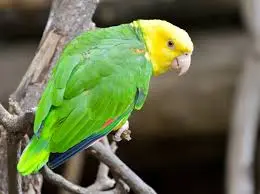 Double Yellow-headed Amazon