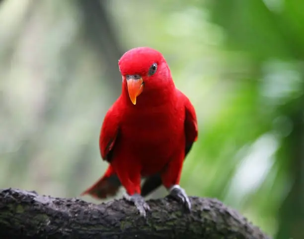 Red Lory