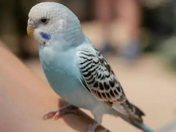 White-capped Pionus