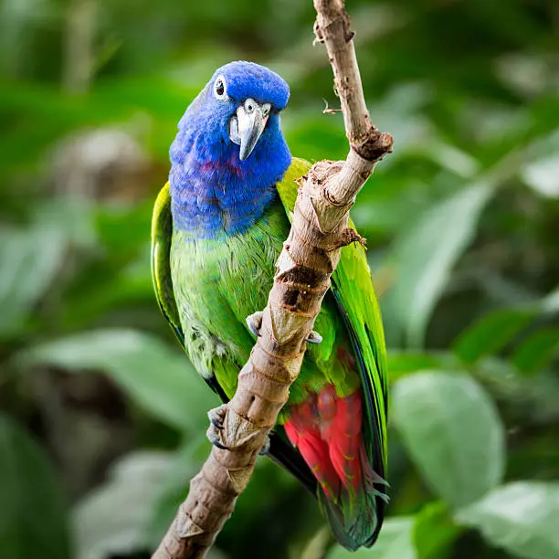 Blue-headed Pionus