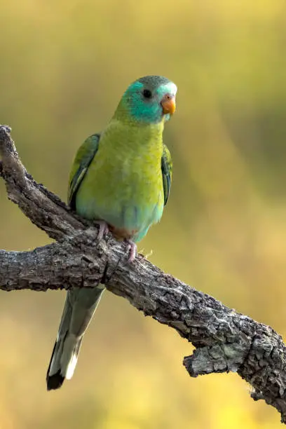 Cape Parrot