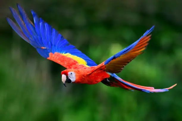 Scarlet Macaw