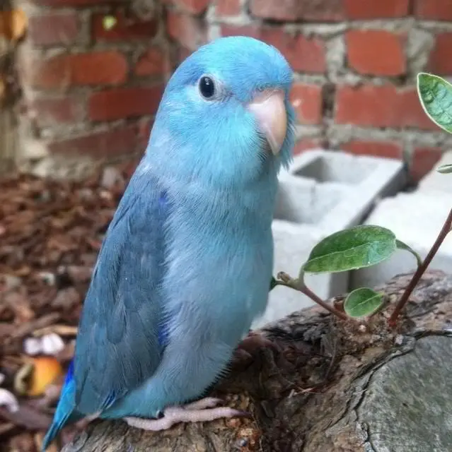 Pacific Parrotlet
