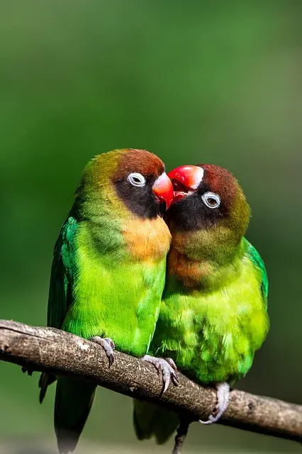 Black-Cheeked Lovebird