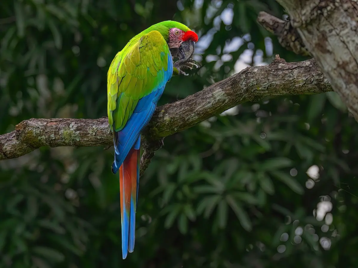 Military Macaw Parrots