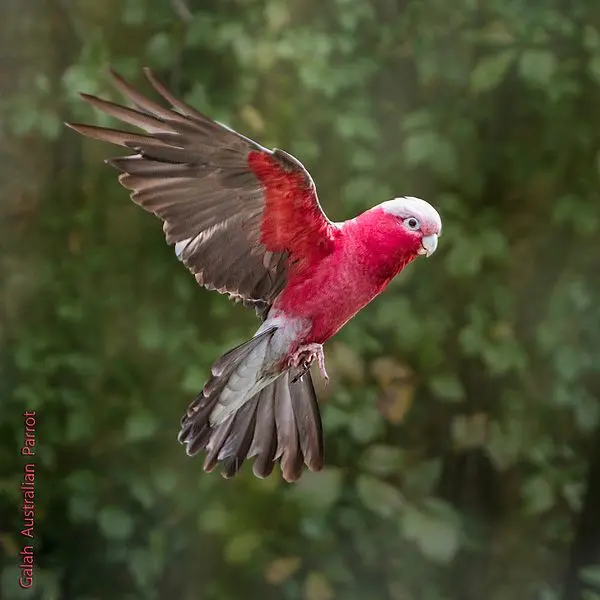 The Galah Cockatoo