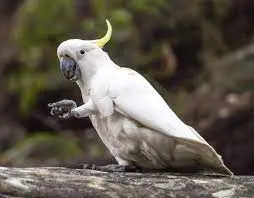 Sulphur-Crested Cockatoo